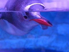 -暹罗海洋世界