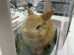 -立德异宠动物医院.兔鸟爬.内窥镜(天河店)