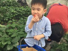 -小鱼草莓采摘园农家乐·小鱼餐厅
