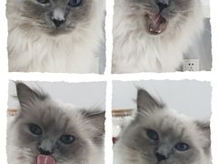 -喵的天空名猫咖啡馆·撸猫·猫舍·用品