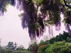-嘉定紫藤园