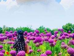 -花开海上生态园
