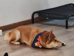 -柴迷FANS CLUB·柴犬狗咖·猫咖