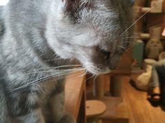 -more than meow吴止猫主题餐厅(承德 中船汇店)