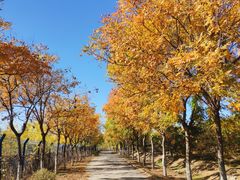 -永定河休闲森林公园