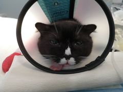 -爱侣宠医·鹦鹉专科·小型哺乳类·异宠专科(灵石路店)