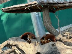 -大连森林动物园