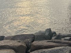 -宝安西湾红树林湿地公园