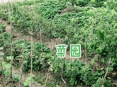 -金水泊山庄·花椒鸡(铁山坪店)