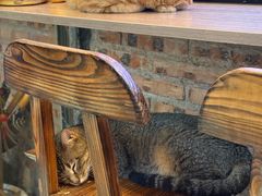 -豆逗聊愈猫阁Easy Life