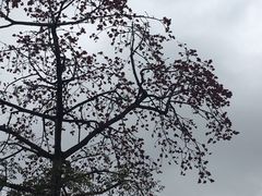 -中山大学附属第六医院(院本部)