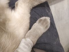 -派特宠物医院(圆融广场店)