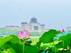 -莲花池公园