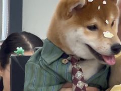 -翊宠yipet猫狗购宠庄园犬舍•猫舍