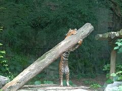 -广州长隆野生动物世界