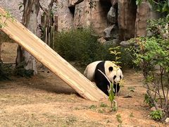 -灵玲国际马戏城