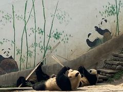 -中国大熊猫保护研究中心雅安碧峰峡基地