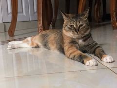 -爱侣宠医·鹦鹉专科·小型哺乳类·异宠专科(灵石路店)