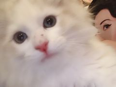 -猫咪咖啡店(新城大街店)