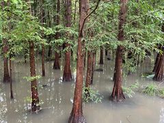 -桤木河湿地公园