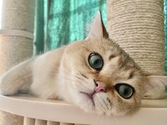 -猫大福·Fortune Cat猫舍(百子湾店)
