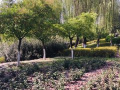 -西安汉城湖景区