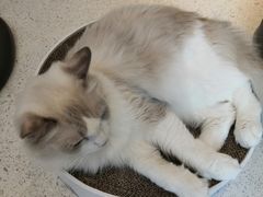 -飞行喵MR PILOT|猫舍·猫咖(静安大融城店)
