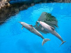 -珠海长隆海洋王国