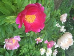 iphone_upload_pic-景山公园