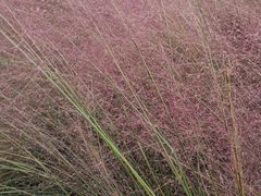 -广东花都香草世界旅游度假区