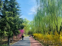 -大兴滨河森林公园