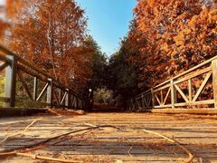 -上海海湾国家森林公园