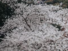 -浙江省杭州高级中学(贡院校区)