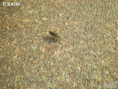 -青岛第三海水浴场