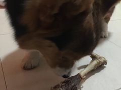 -藦茜花园宠物主题亲子互动体验馆(国顺东路店)