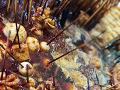 -杨姨老益阳麻辣烫(林科大店)