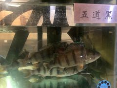 -瑞琳阿尔泰冷水鱼(于田街店)
