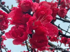 -新白鹿餐厅(松江开元地中海店)