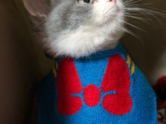 -东方名猫馆·英短金渐层布偶猫舍(环线广场1号楼店)