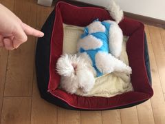 -瑞派福兴宠物医院犬猫全科·骨科·中西医结合(河东店)