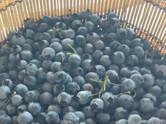 -金谷域澳洲庄园