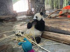 -海南热带野生动植物园