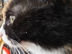 -平行世界·猫咖(首经贸店)