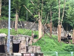 -都江堰中华大熊猫苑