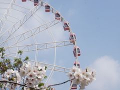 -顾村公园