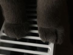 -喵zoo家庭繁育猫舍(尖东智能花园店)