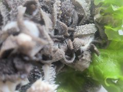 -庄河步云山羊汤(椒房店)