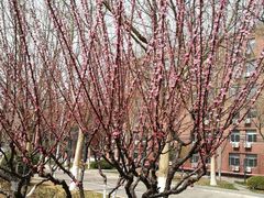 -五道口枣糕王(成府路店)