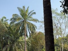 -中国科学院西双版纳热带植物园