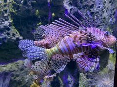 -太平洋海底世界